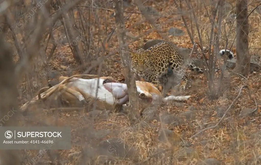 asian leopard, panthera pardus, with sambar stag kill, at ranthambhore np india