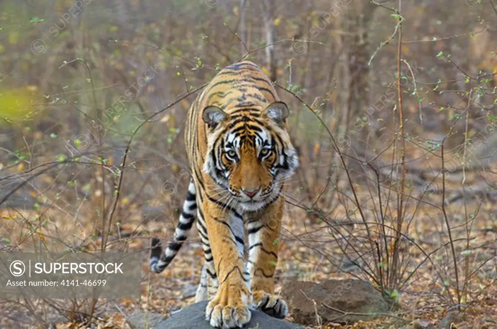 bengal tiger (panthera tigris) at ranthambhore national park rajasthan india 