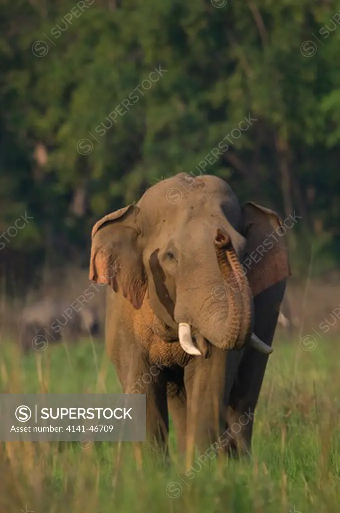 asian elephant (elephas maximus) corbett national park, india