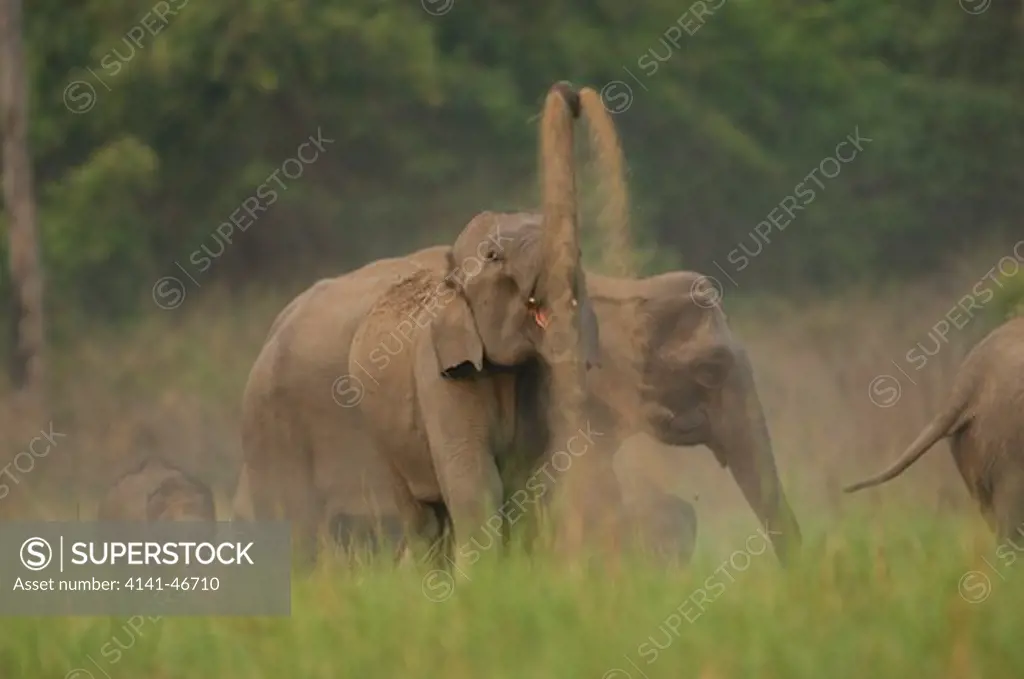 asian elephant (elephas maximus) dust-bathing, corbett national park, india