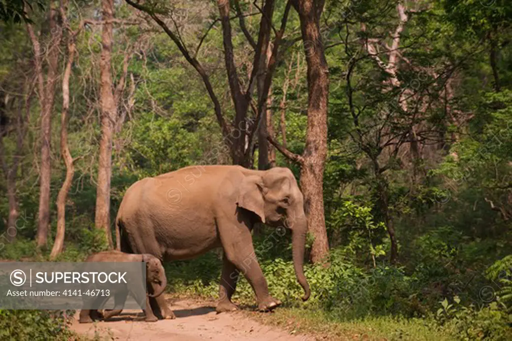 asian elephant (elephas maximus) and young, corbett national park, india