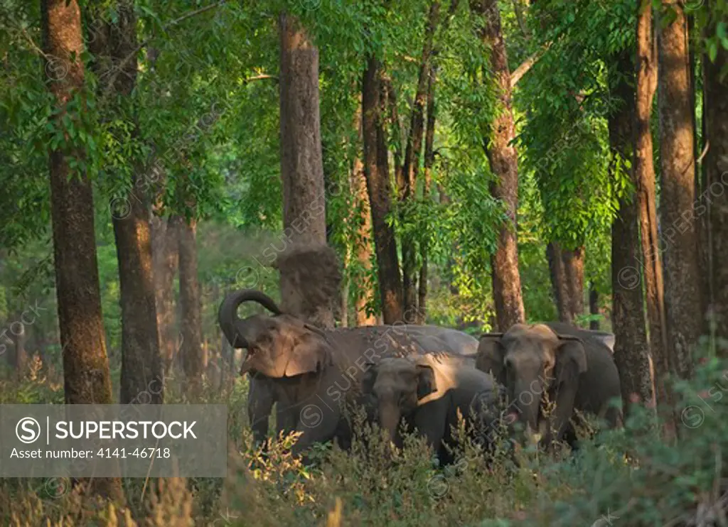 asian elephant (elephas maximus) group in forest, corbett national park, india