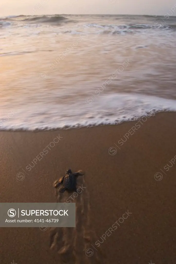 olive ridley sea turtles (lepidochelis olivacea) hatchling entering the sea, rushikulya, orissa, india. endangered species.