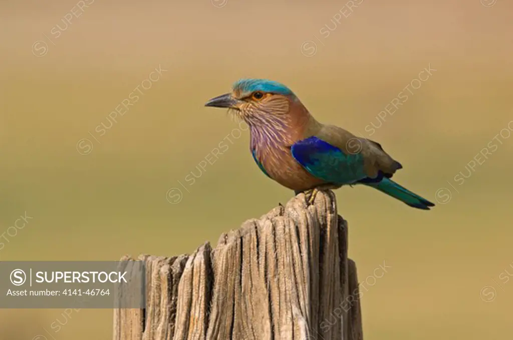 indian roller india