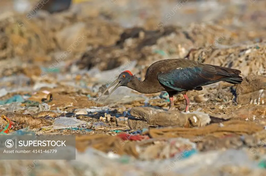 black ibis (pseudibis papillosa) searching for food in garbage, near bikaner, rajasthan, india.