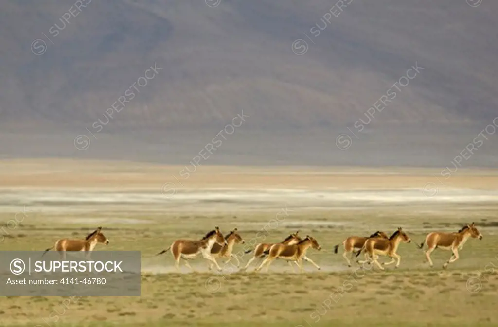 tibetan wild ass, equus kiang, in ladakh india