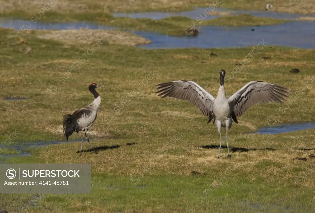 black necked crane, grus nigricollis, male displaying to female, in ladakh india