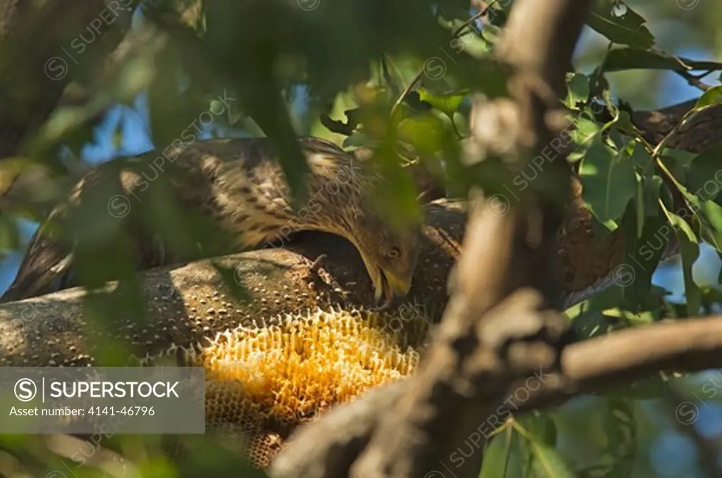 oriental honey buzzard feeding at bee nest, bharatpur india