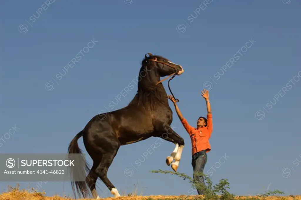 domestic stallion horse, india
