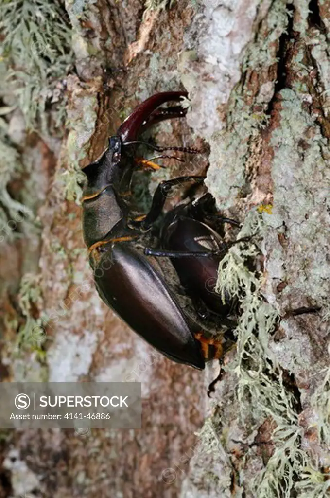 european stag beetles (lucanus cervus), mating, öland, sweden date: 17.12.2008 ref: zb939_126419_0042 compulsory credit: nhpa/photoshot 