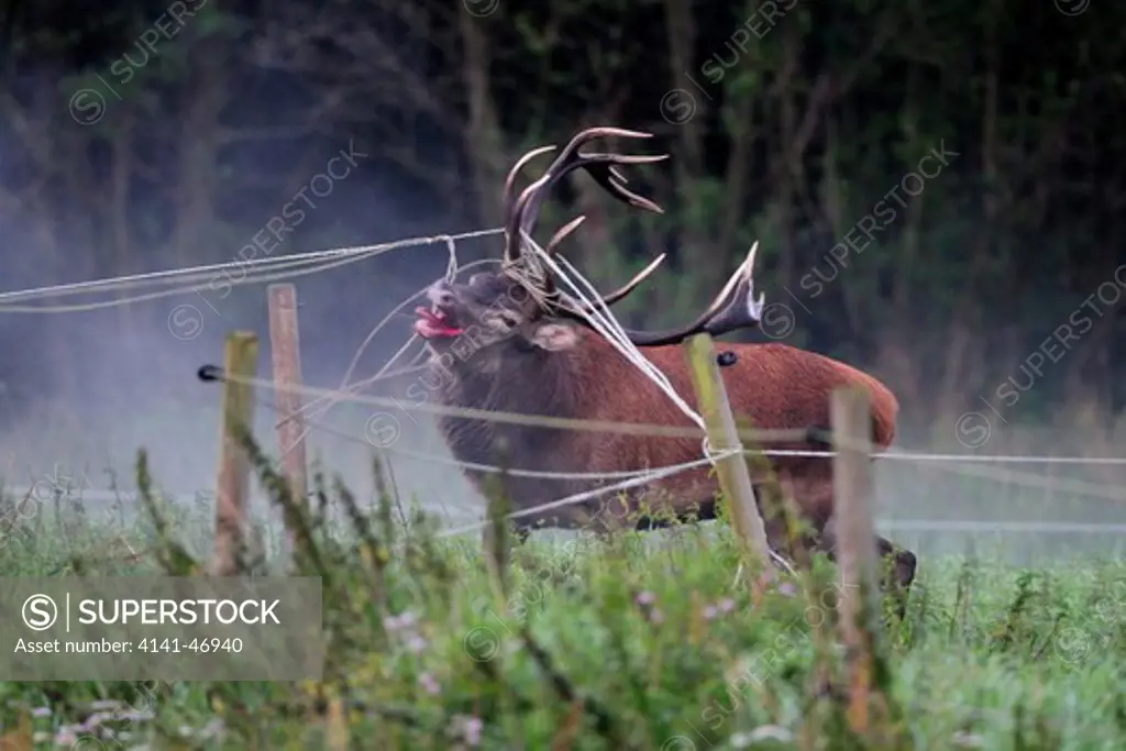 red deer (cervus elaphus), stag, entangled in wires, vomb, scania, sweden date: 17.12.2008 ref: zb939_126419_0096 compulsory credit: nhpa/photoshot 