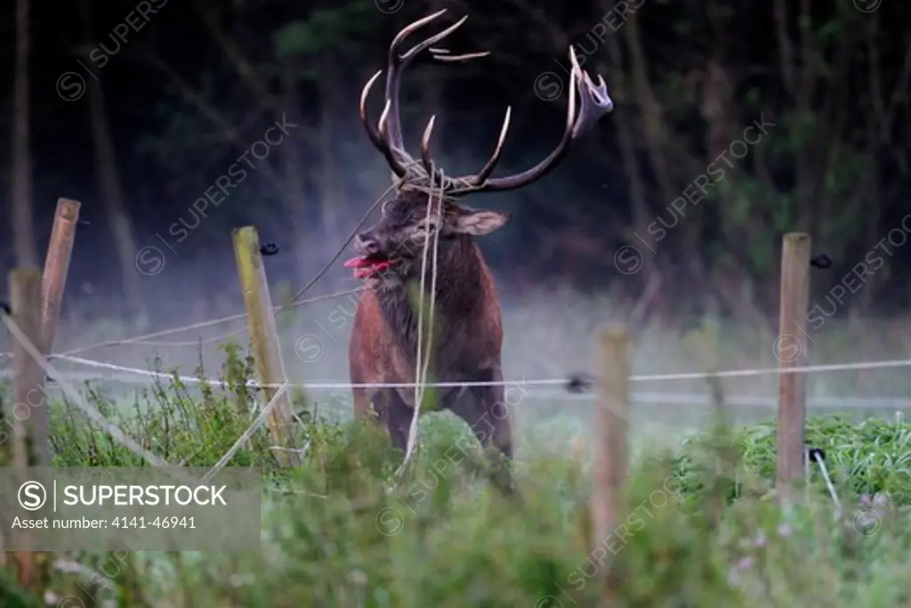 red deer (cervus elaphus), stag, entangled in wires, vomb, scania, sweden date: 17.12.2008 ref: zb939_126419_0097 compulsory credit: nhpa/photoshot 