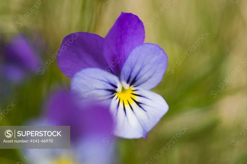 wild pansy (viola tricolor), hallands väderö, scania, sweden date: 17.12.2008 ref: zb939_126419_0126 compulsory credit: nhpa/photoshot 