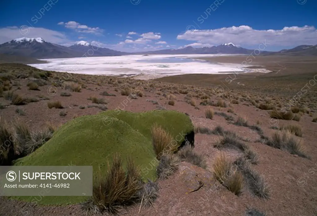 the high altitude salt take in salar de surire national monument with the green cushion like llareta plant northern chile 