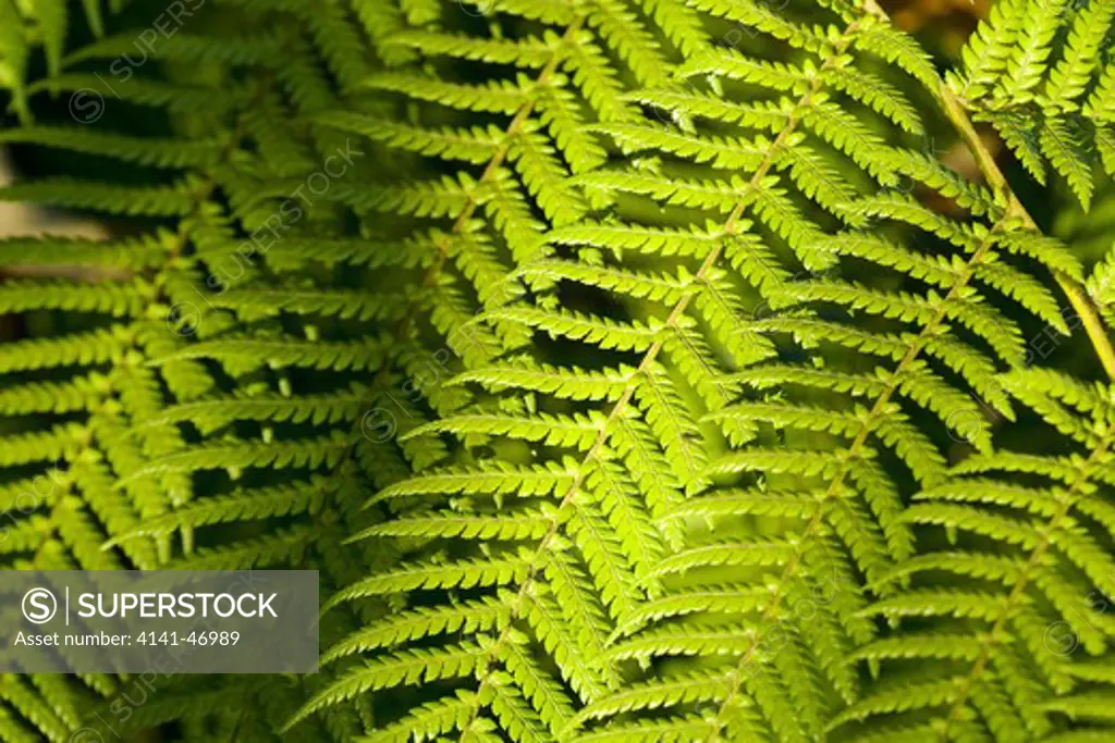 fern fronds, strong repeating patterns of structure when leaf is viewed in close-up. date: 10.10.2008 ref: zb946_121958_0004 compulsory credit: photos horticultural/photoshot 
