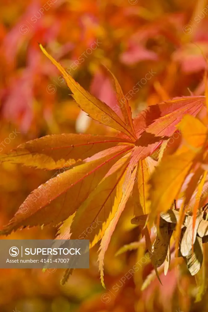 acer sp. close-up of autumnal, colourful foliage, abstract patterns of shape and colour. date: 10.10.2008 ref: zb946_121958_0022 compulsory credit: photos horticultural/photoshot 