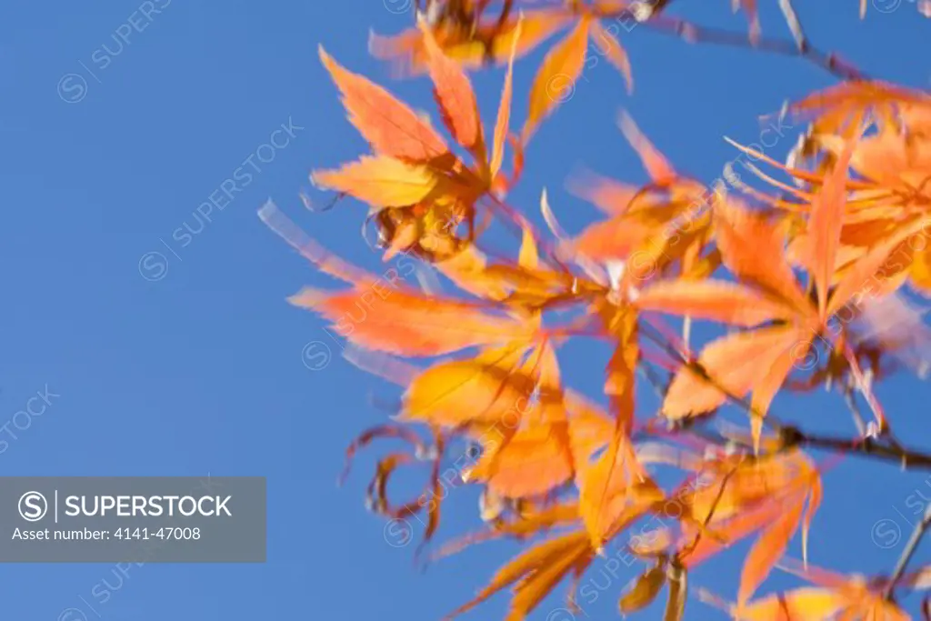 acer sp. close-up of autumnal, colourful foliage, abstract patterns of shape and colour. date: 10.10.2008 ref: zb946_121958_0023 compulsory credit: photos horticultural/photoshot 