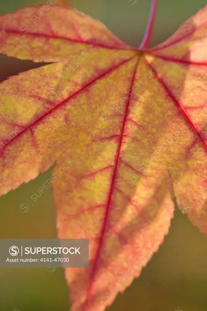 acer sp. close-up of autumnal, colourful foliage, abstract patterns of shape and colour. date: 10.10.2008 ref: zb946_121958_0045 compulsory credit: photos horticultural/photoshot 