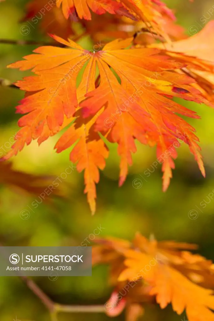 acer sp. close-up of autumnal, colourful foliage, abstract patterns of shape and colour. date: 10.10.2008 ref: zb946_121958_0073 compulsory credit: photos horticultural/photoshot 
