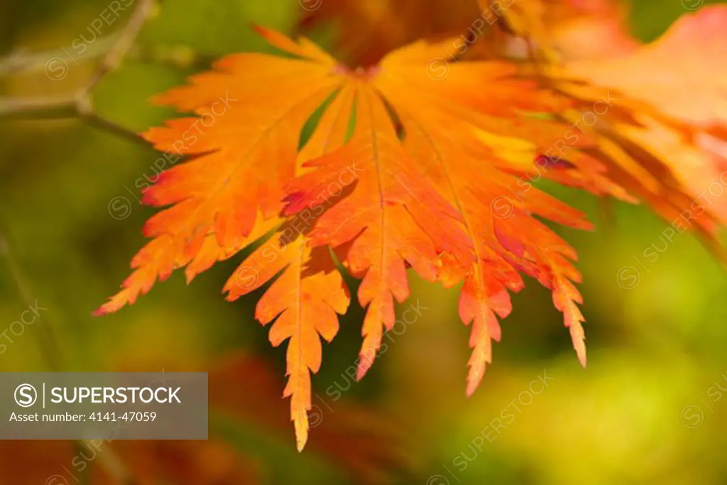 acer sp. close-up of autumnal, colourful foliage, abstract patterns of shape and colour. date: 10.10.2008 ref: zb946_121958_0074 compulsory credit: photos horticultural/photoshot 