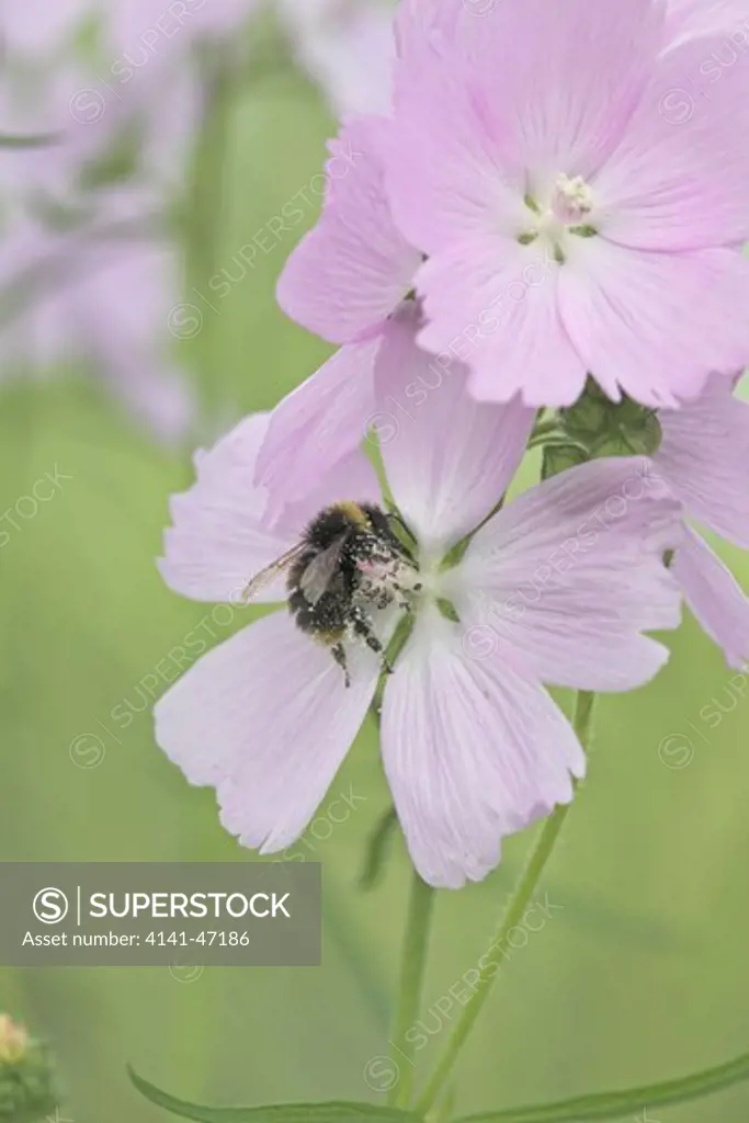 sidalcea 'elsie heugh' with pollen-covered bumblebee (bombus terrestris). hardy's cottage garden plants date: 22.10.2008 ref: zb946_122663_0106 compulsory credit: photos horticultural/photoshot 