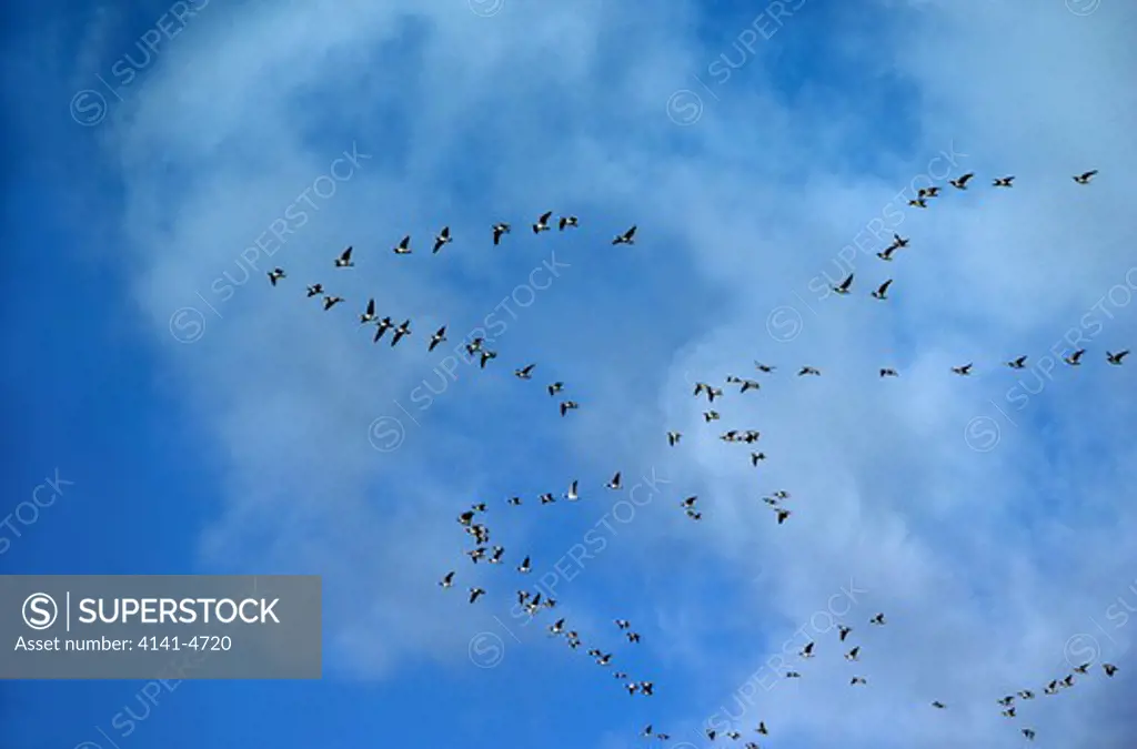 barnacle goose flock in flight branta leucopsis in multiple v formations during migration 