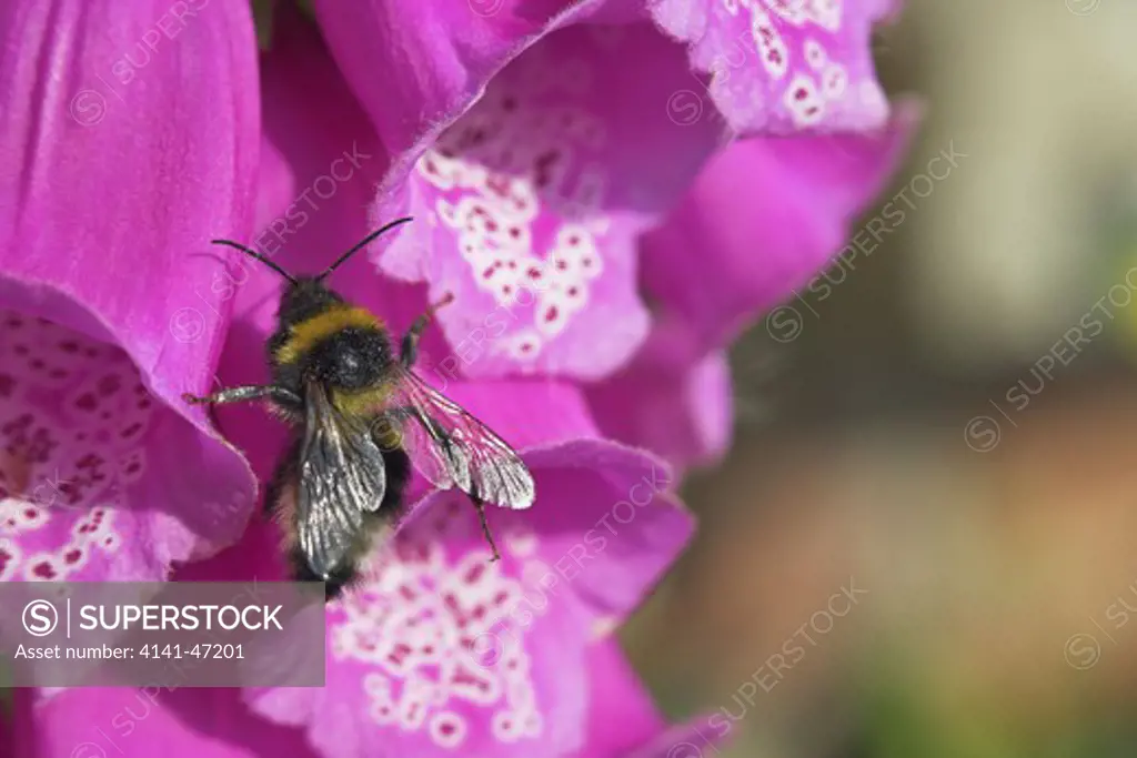 close-up of bumblebee (bombus terretris) on foxglove (digitalis purpurea). wiltshire, uk. date: 22.10.2008 ref: zb946_122663_0121 compulsory credit: photos horticultural/photoshot 