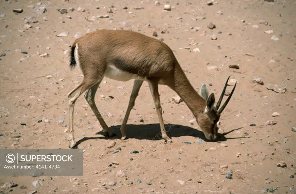 dorcas gazelle female gazella dorcas oman 