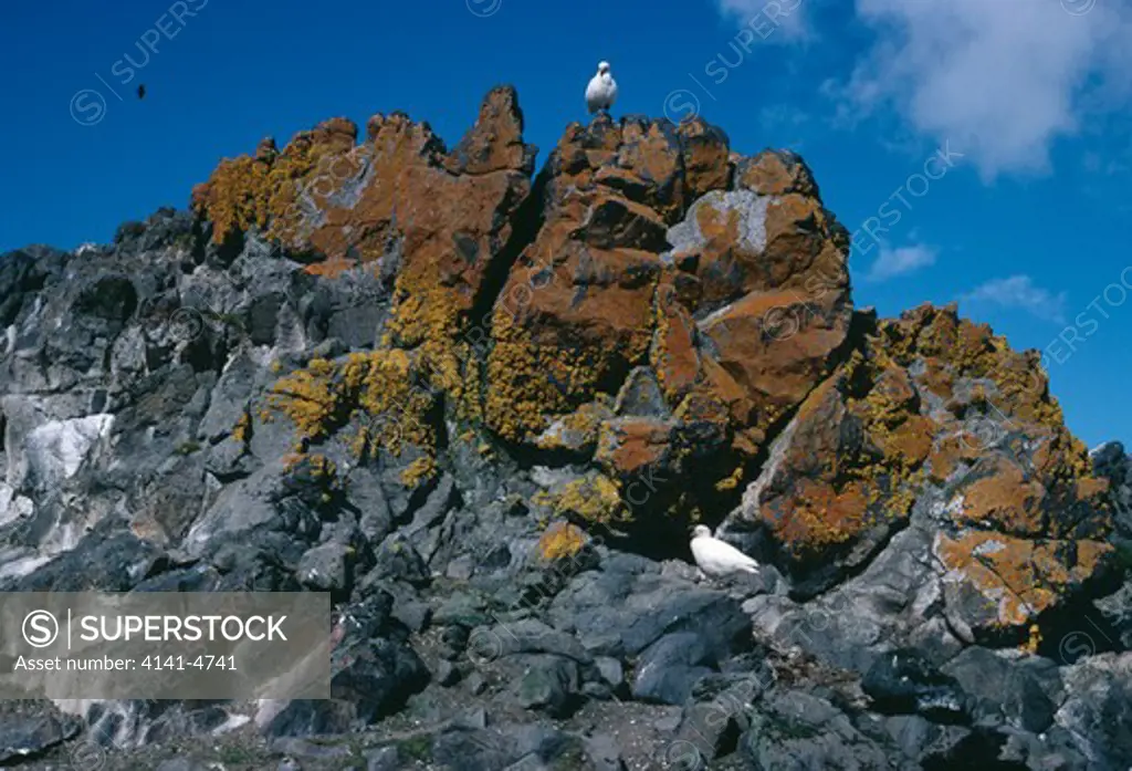 snowy sheathbill chionis alba two on rocky crag. admiralty bay, king george island, antarctica 