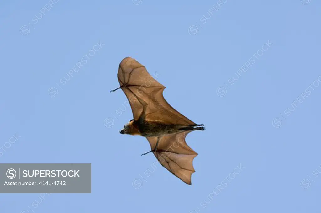 gray headed flying fox bat, pteropus poliocephalus, australia