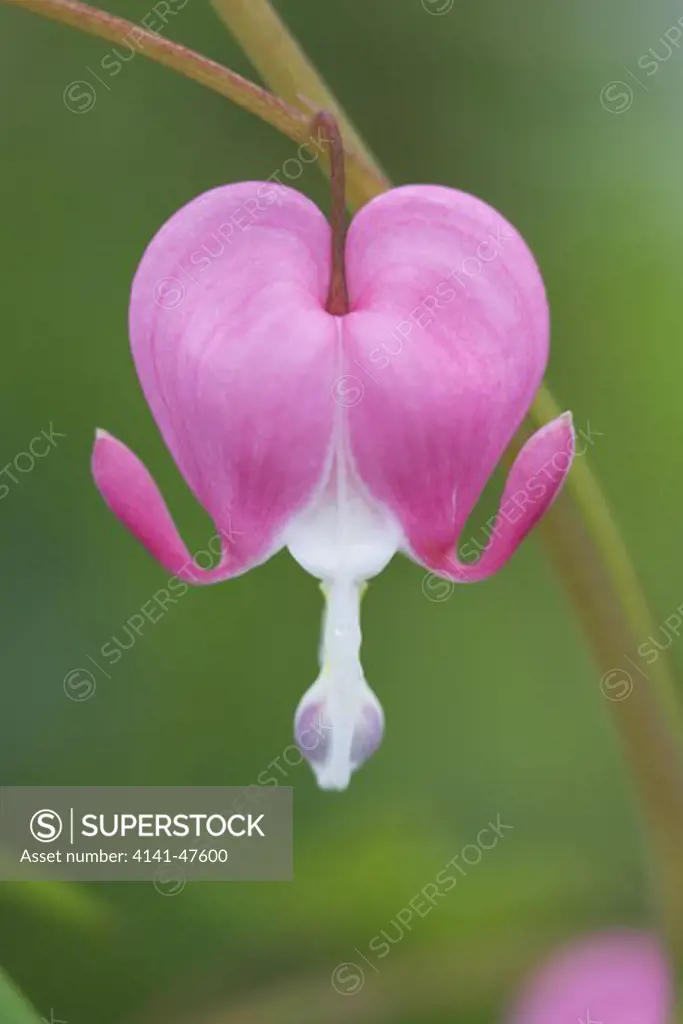 dicentra spectabilis bleeding heart close-up of flower in the spring, hardy's cottage garden plants. agm. date: 22.10.2008 ref: zb946_122663_0520 compulsory credit: photos horticultural/photoshot 