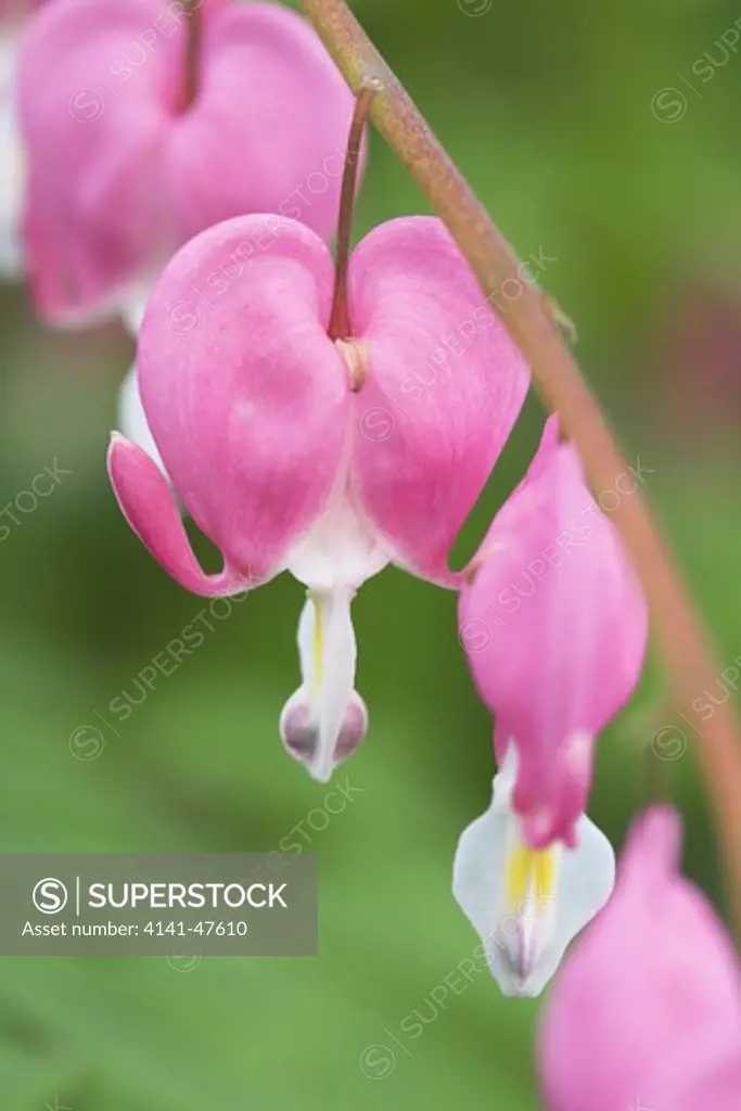 dicentra spectabilis bleeding heart close-up of flower in the spring, hardy's cottage garden plants. agm. date: 22.10.2008 ref: zb946_122663_0530 compulsory credit: photos horticultural/photoshot 