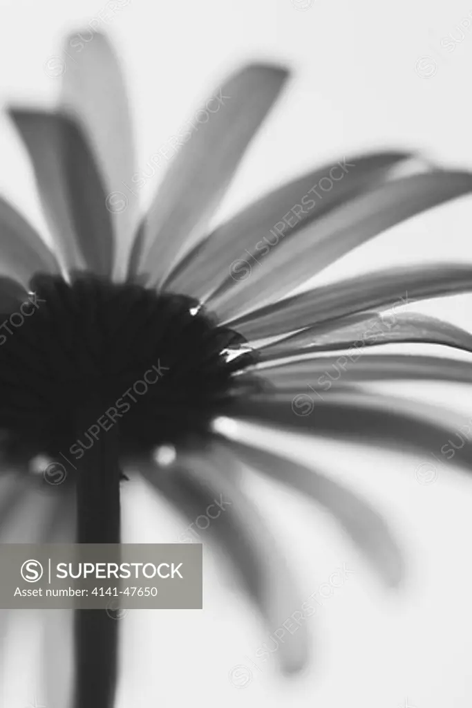 leucanthemum vulgare ox-eye daisy black and white close-up of native wildflower in wiltshire, uk. july. date: 22.10.2008 ref: zb946_122663_0570 compulsory credit: photos horticultural/photoshot 