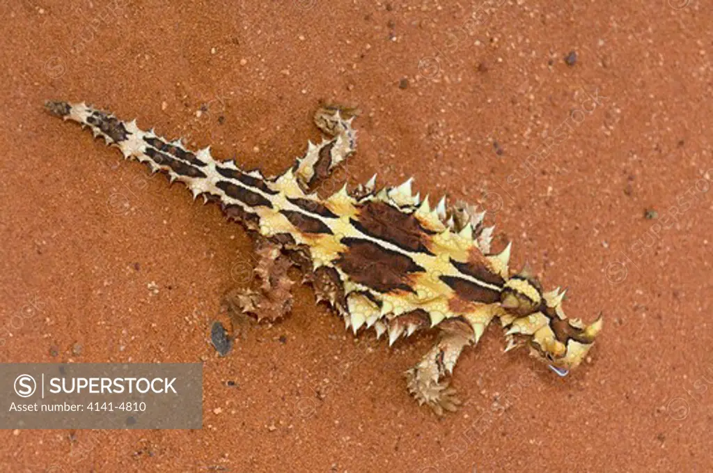 thorny devil lizard, moloch horridus; australia
