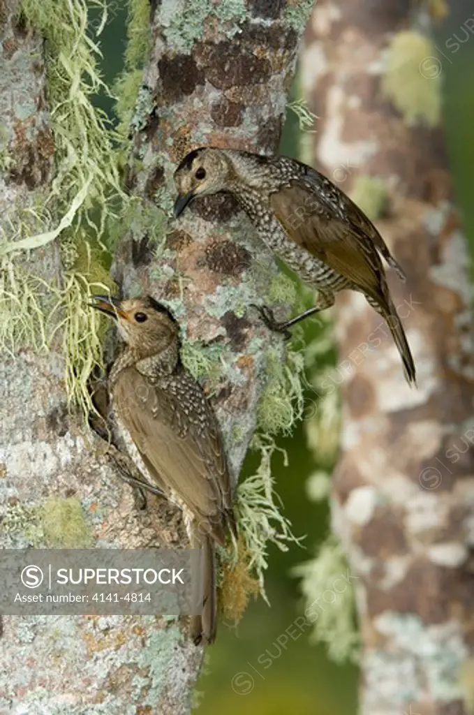 regent bowerbirds, sericulus chrysocephalus (females); lamington national park, australia