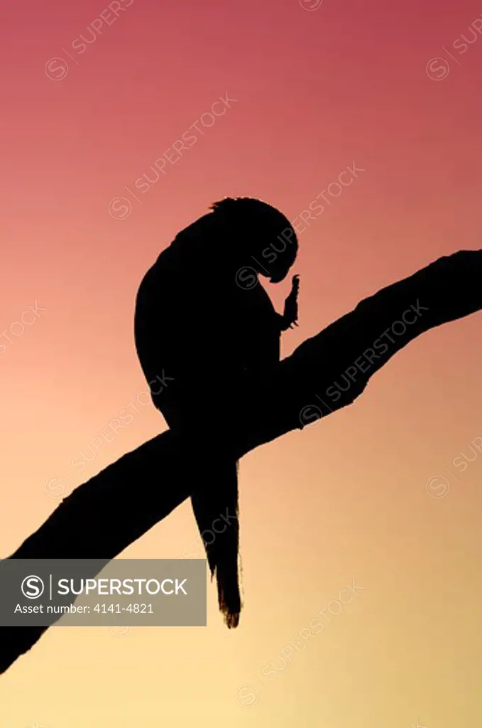 australian king parrot, alisterus scapularis, silhouetted against sunset sky; lamington national park, australia