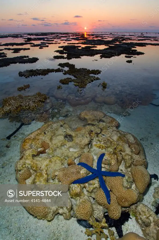 blue seastar, linckia laevigata; lady elliot island, great barrier reef, australia