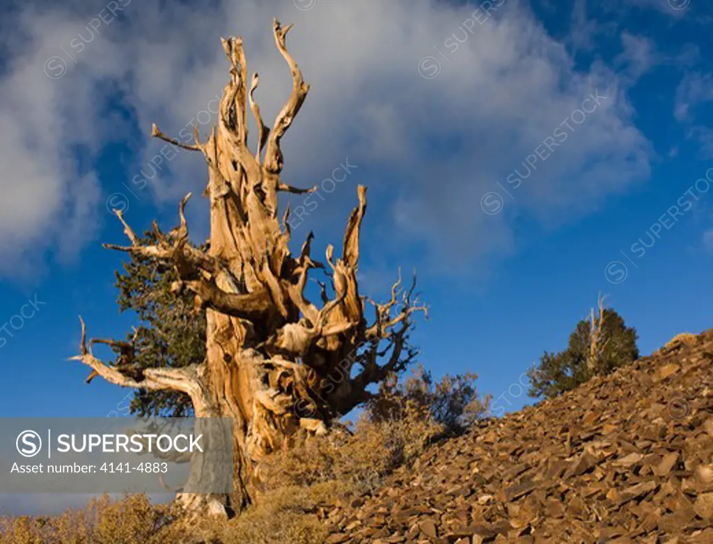 bristlecone pine in white mountains of california; pinus longaeva