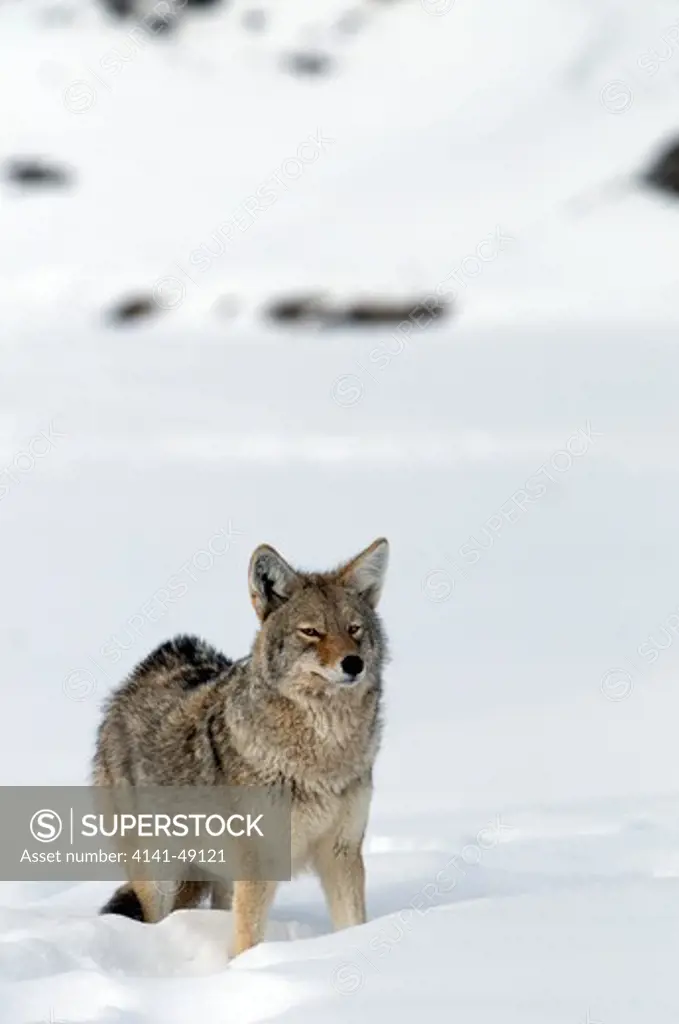 coyote (canis latrans) usa