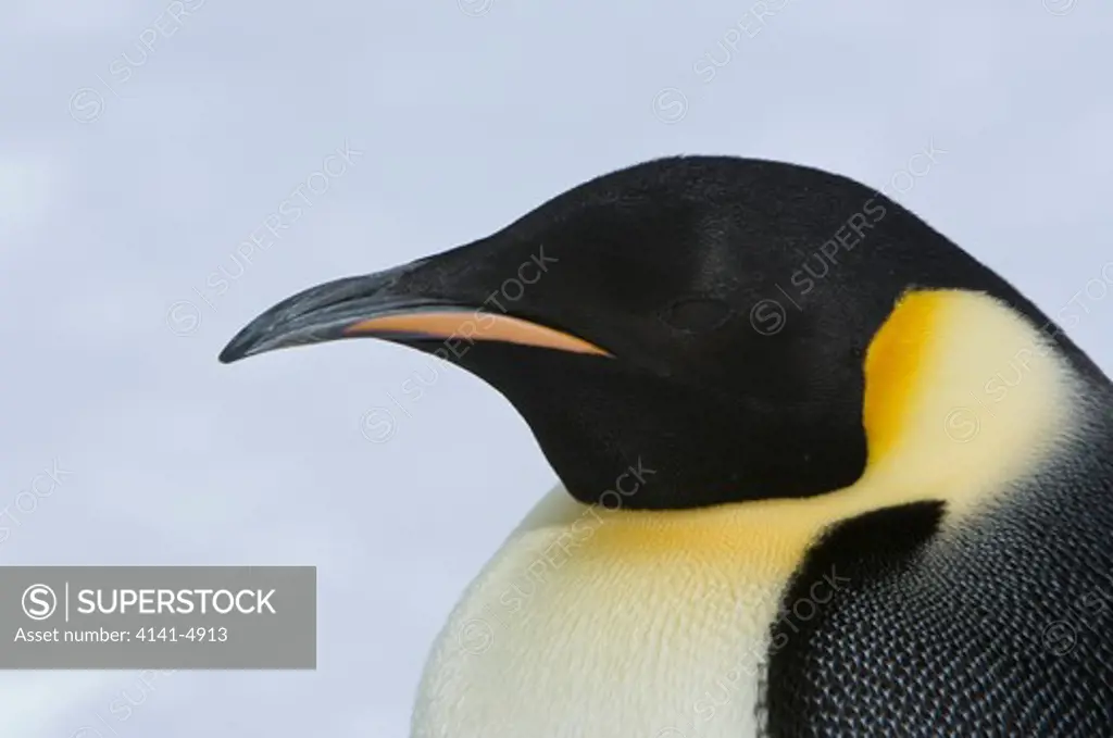 emperor penguin, aptenodytes fosteri
