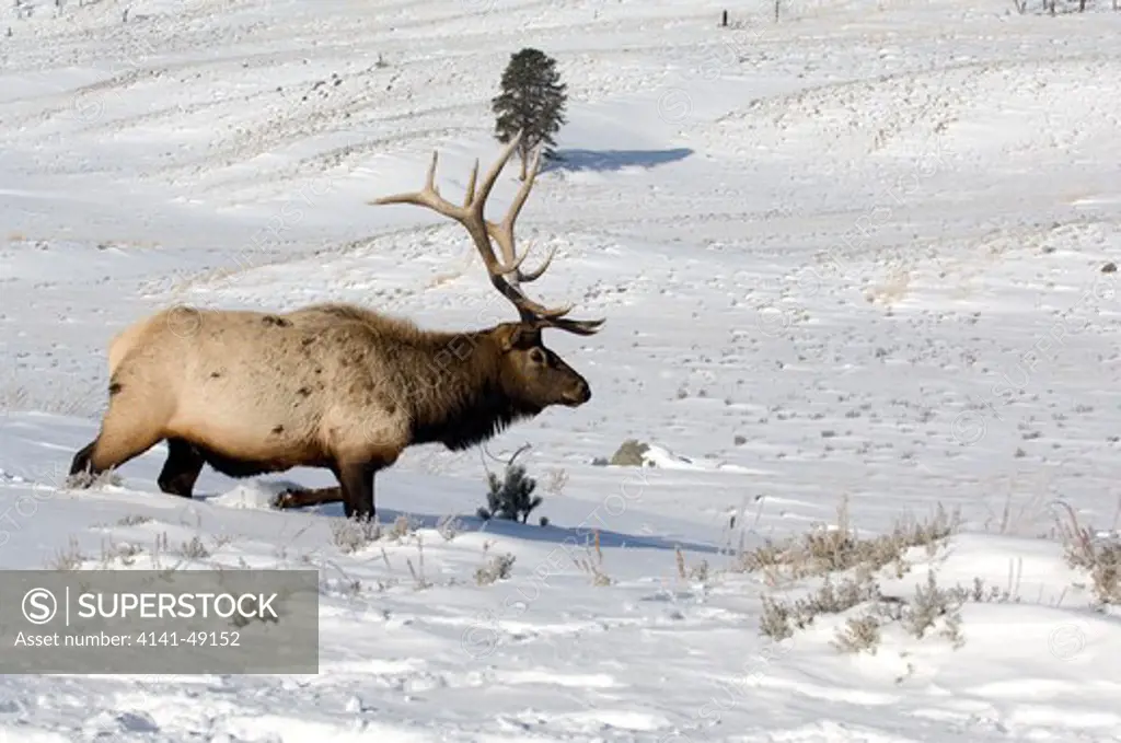 elk or wapiti (cervus canadensis) bull, usa