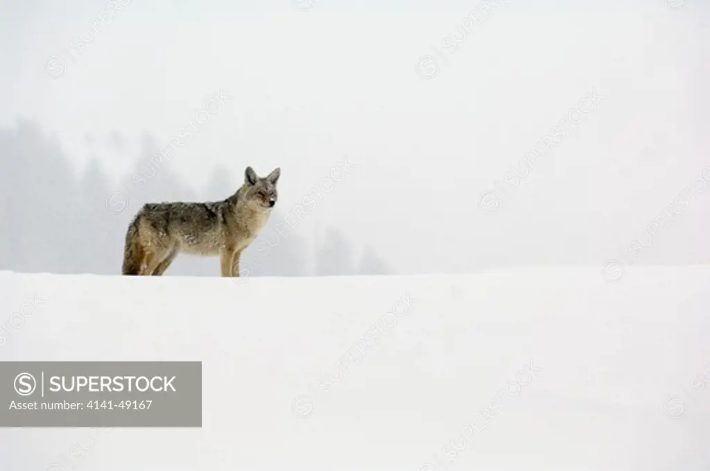 coyote, canis latrans, yellowstone national park, usa