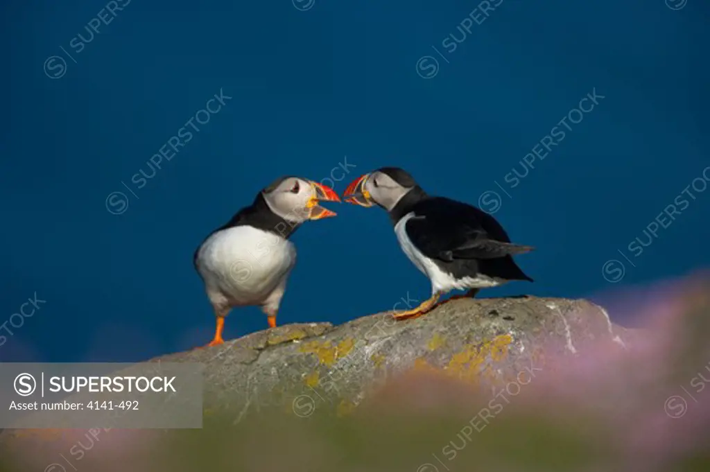 puffins squabbling fratercula arctica fair isle, shetland islands, uk