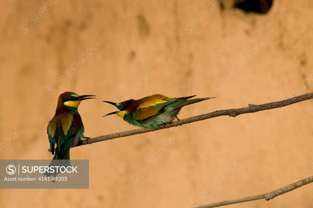 european bee-eater - merops apiaster - two arguing - france.