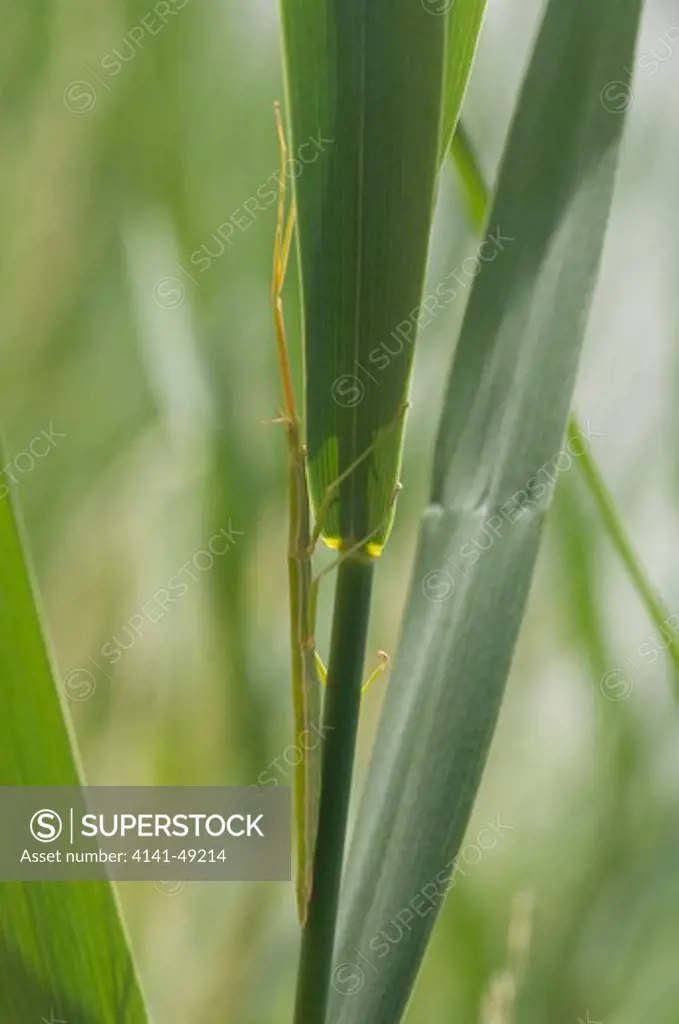 stick insect, clonopsis gallica, carmargue, france.