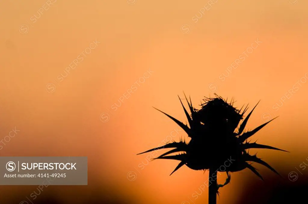 thistle at sunset, france