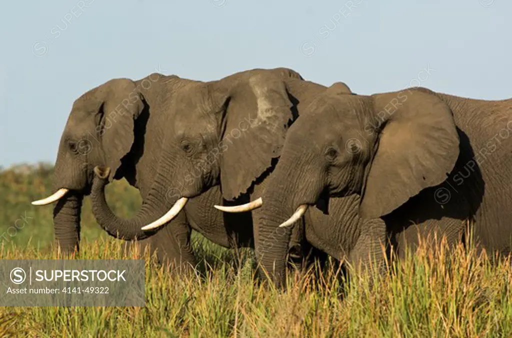 african elephant (loxodonta africana) group, botswana. date: 23.12.2008 ref: zb979_126612_0032 compulsory credit: nhpa/photoshot