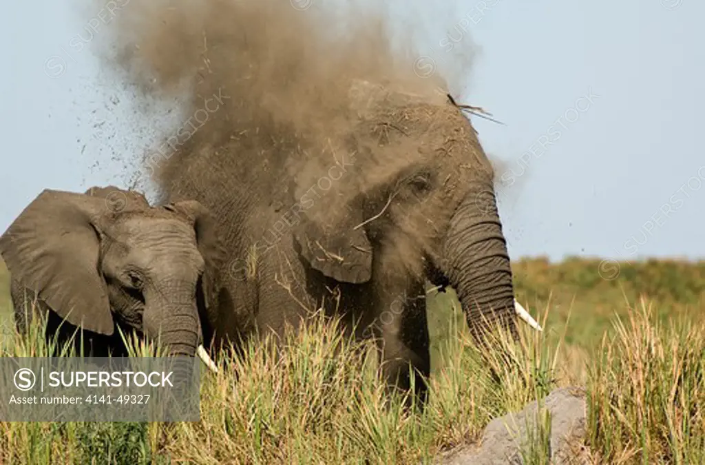 african elephant (loxodonta africana) dust bathing, botswana. date: 23.12.2008 ref: zb979_126612_0037 compulsory credit: nhpa/photoshot