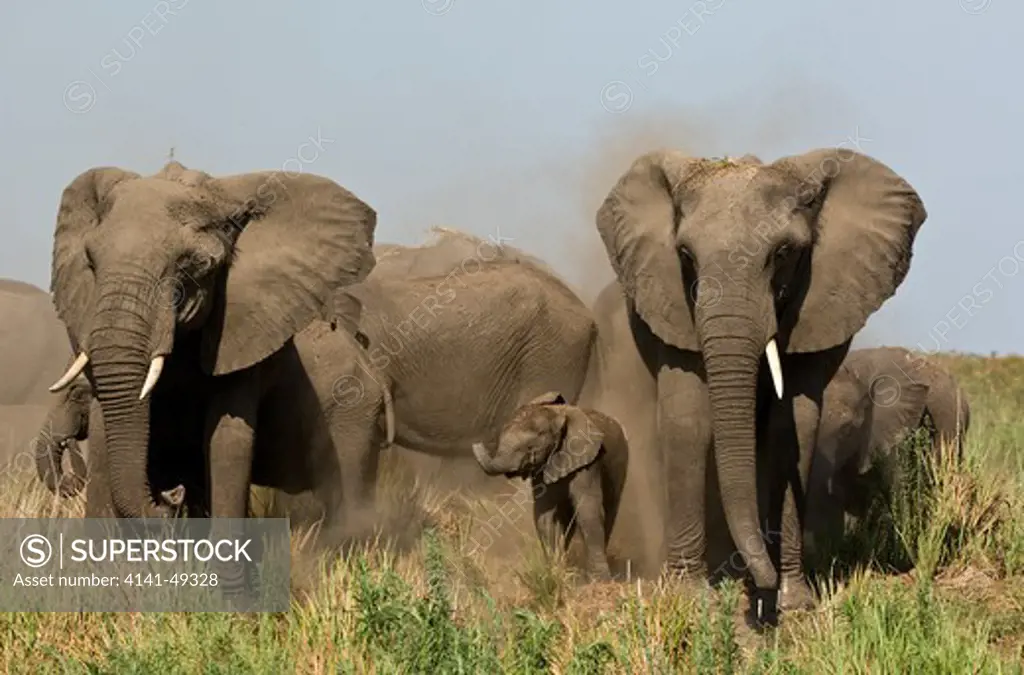 african elephant (loxodonta africana) group dust bathing, botswana. date: 23.12.2008 ref: zb979_126612_0038 compulsory credit: nhpa/photoshot