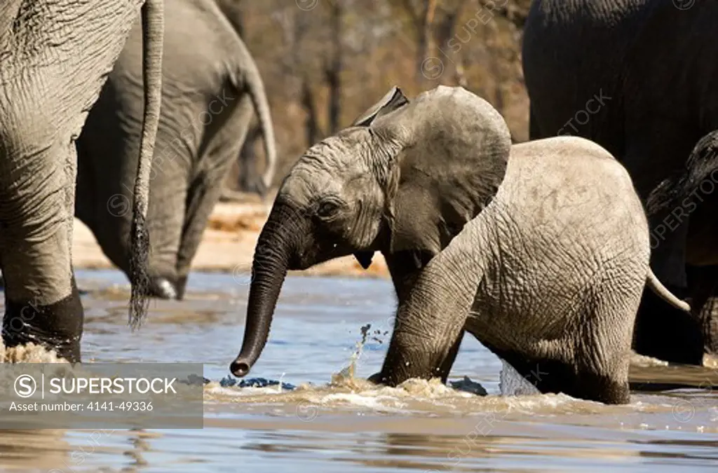 african elephant (loxodonta africana) linyanti private game reserve, botswana. date: 23.12.2008 ref: zb979_126612_0046 compulsory credit: nhpa/photoshot